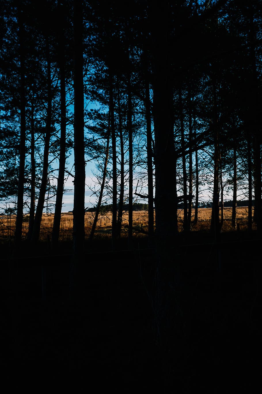 tree, forest, archipelago, sweden, plant, land, silhouette HD wallpaper