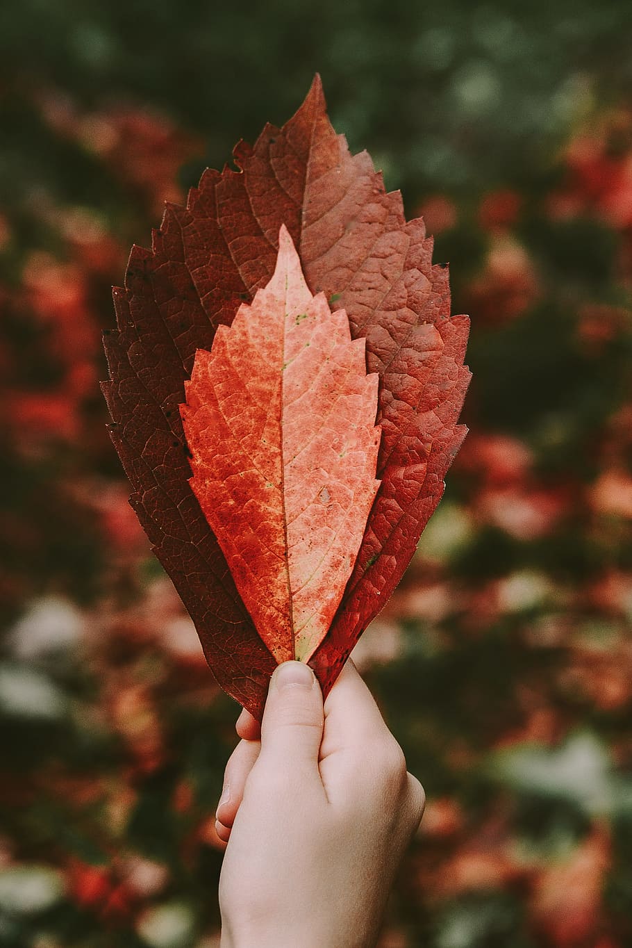person holding brown leaves, leaf, hand, red, autumn, fall, nature HD wallpaper