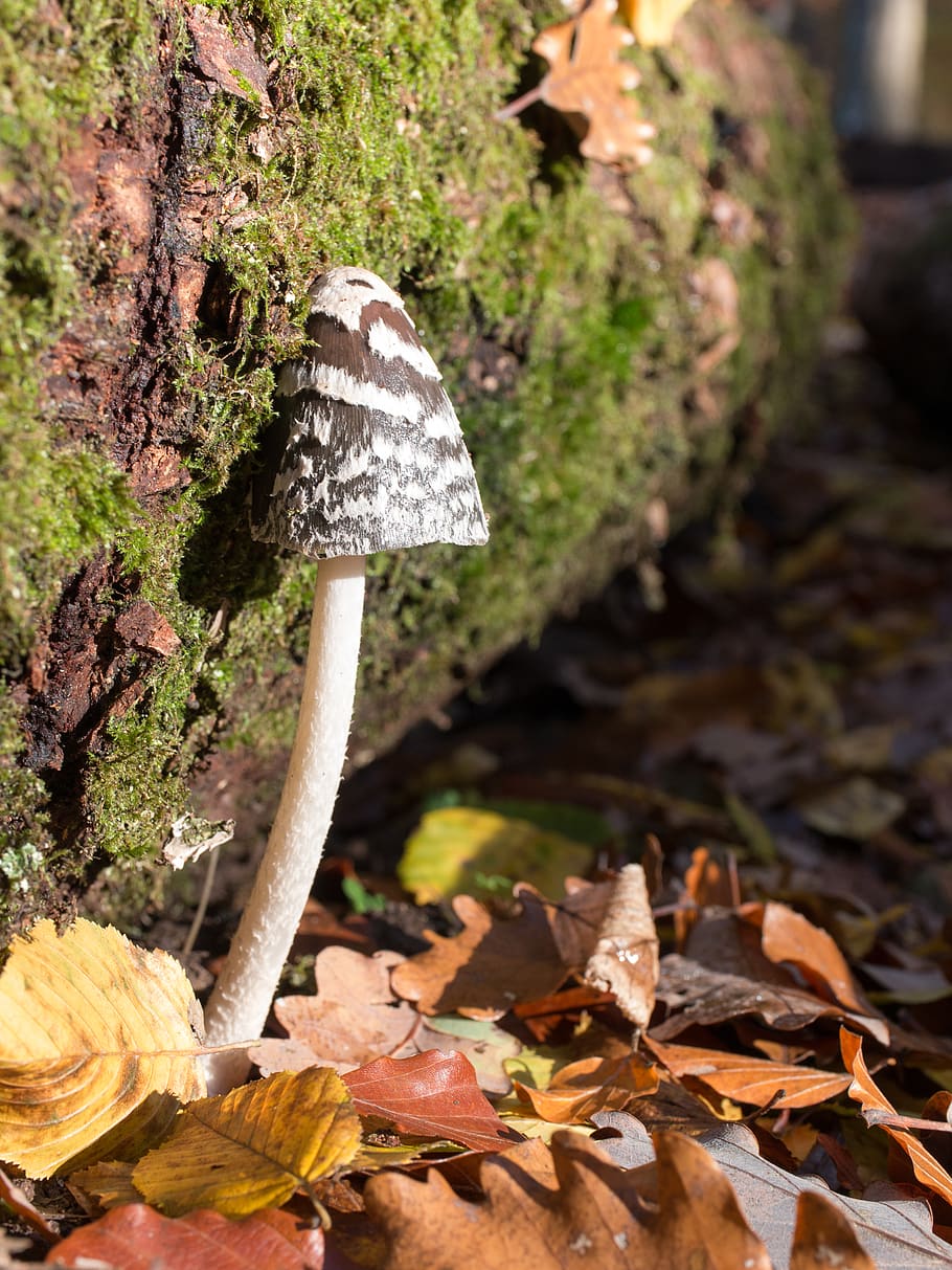 mushroom, tree, forest, leaves, autumn, fungus, plant, leaf HD wallpaper
