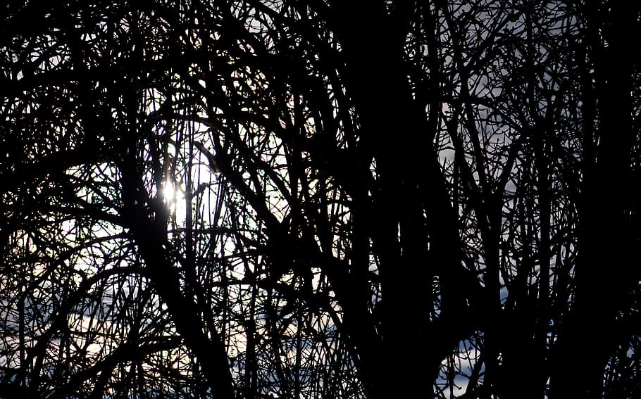backlighting, branch, tree, forest, leaves, sun, autumn, mood HD wallpaper
