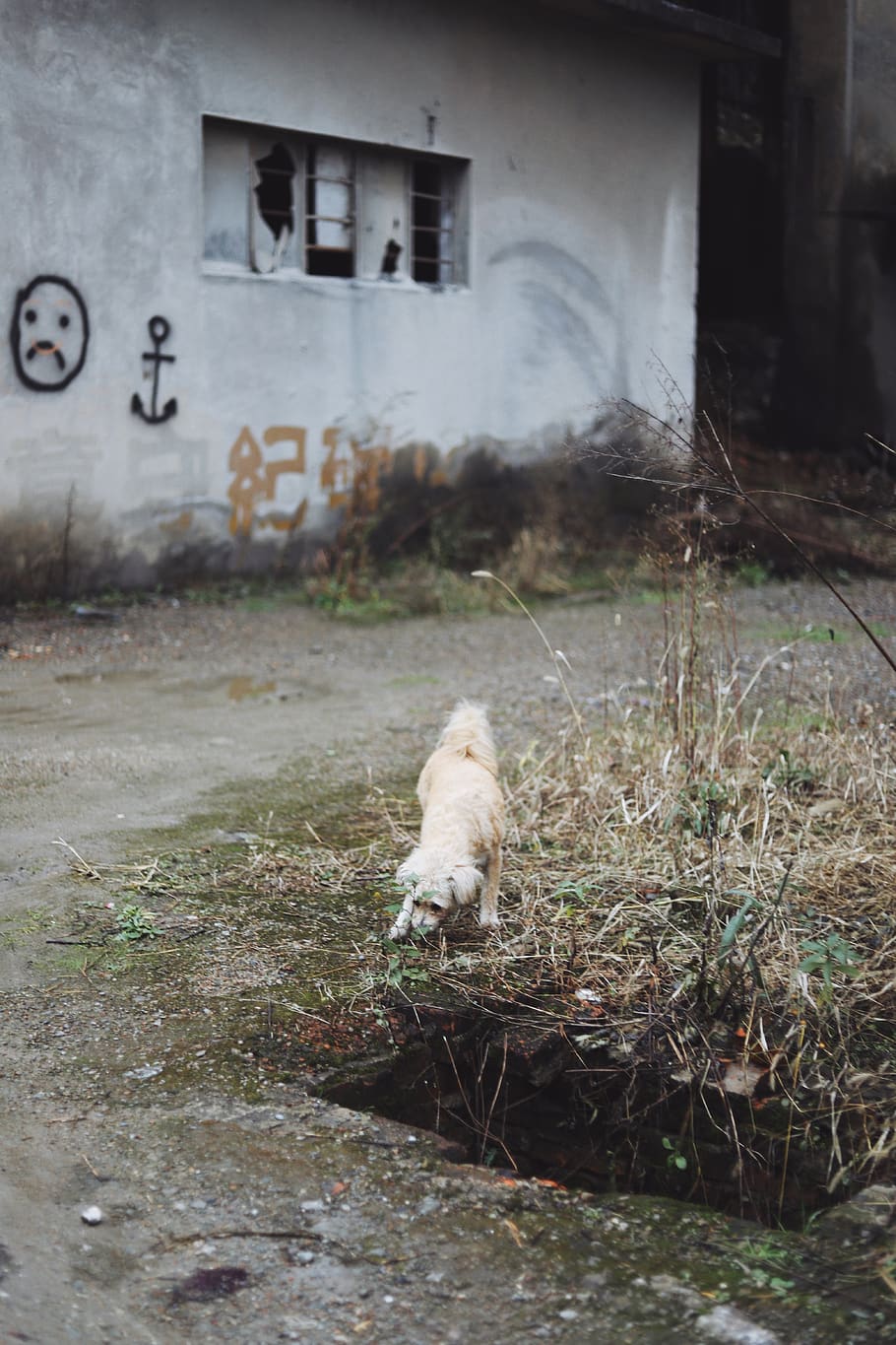 long-coated white dog on green plants, pet, mammal, animal, canine