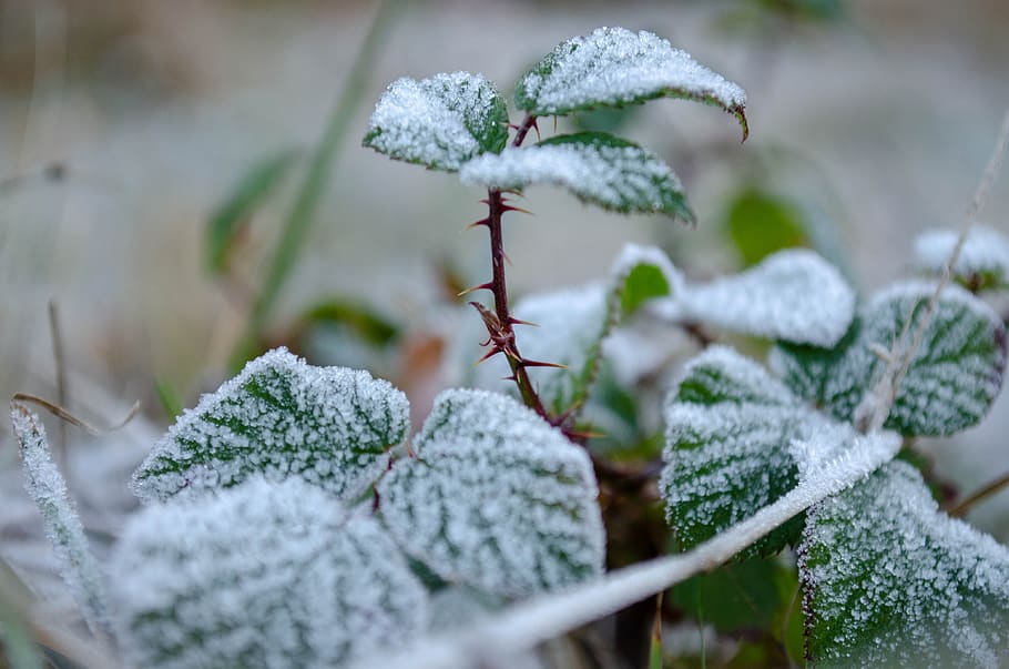 frost, thorns, leaves, winter, nature, ice, cold, plant, snow HD wallpaper
