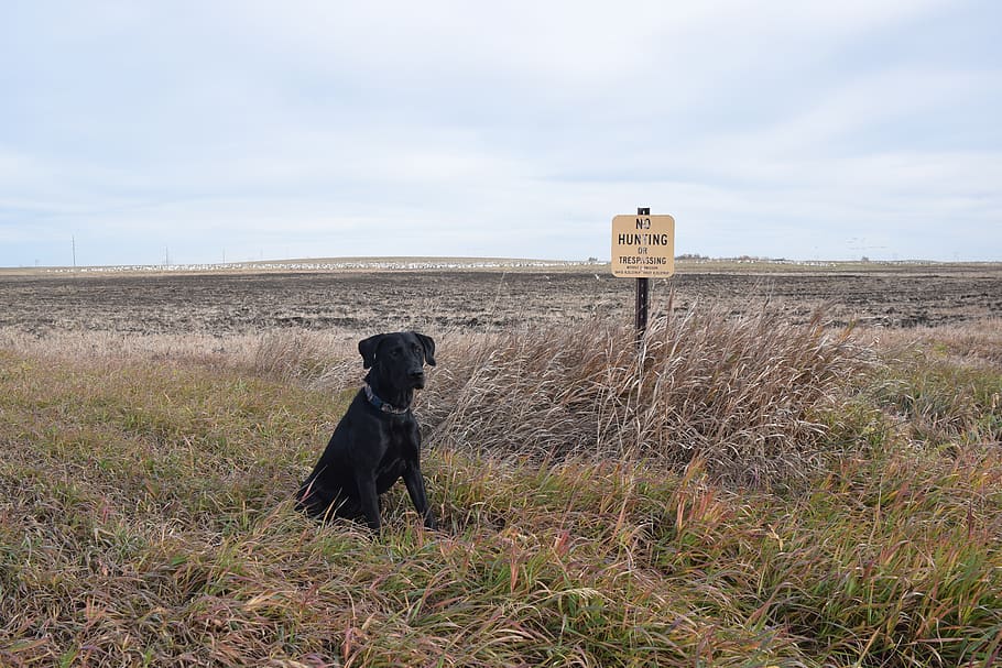 lab, black lab, dog, labrador, purebred, retriever, outdoor HD wallpaper