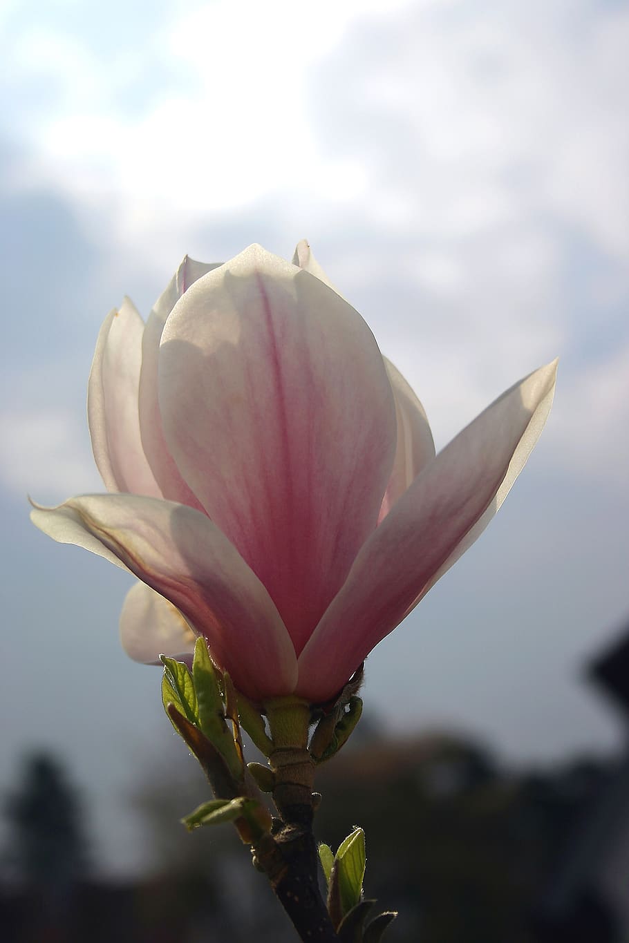 magnolia, blossom, bloom, spring, pink, magnoliengewaechs, garden HD wallpaper
