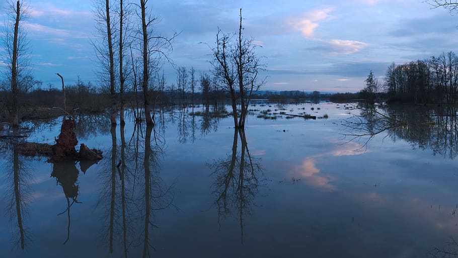 germany, erlensee, trees, lake, highwater, blue hour, reflection HD wallpaper