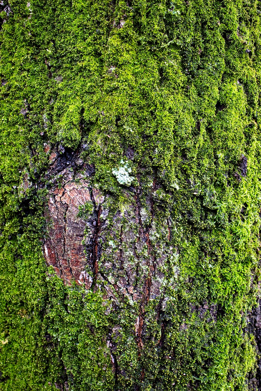 tree, bark, moss, green, nature, lichen, forest, woods, plant HD wallpaper