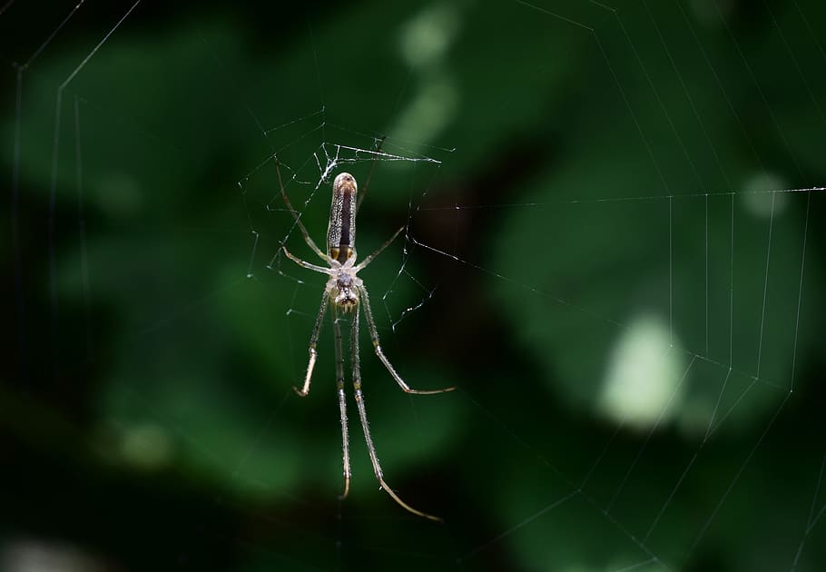 spider, spider web, arachnid, animal themes, invertebrate, animals in the wild HD wallpaper