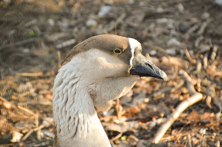 goose, bird, plumage, wing, poultry, creature, ornithology HD wallpaper