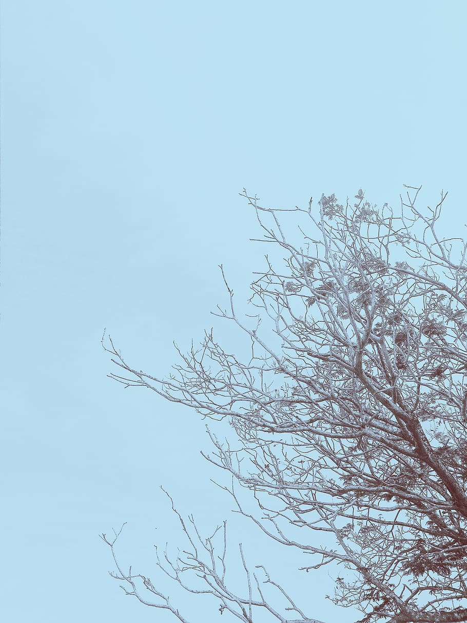 tree, sky, low angle view, bare tree, clear sky, branch, plant HD wallpaper