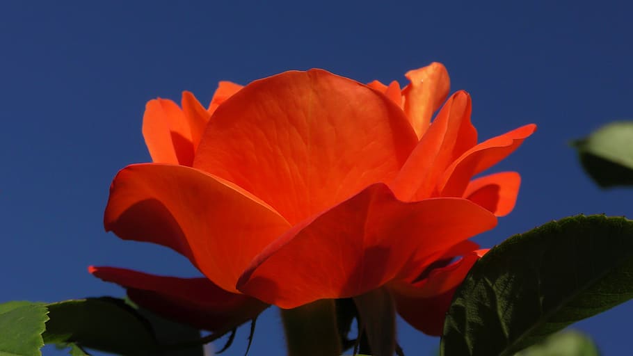 rose, orange, blossom, bloom, flower, orange rose, rose blooms HD wallpaper