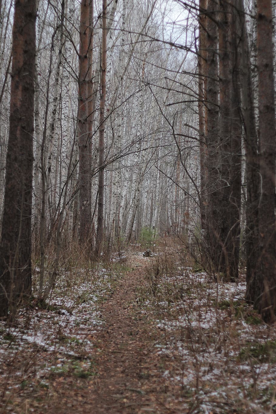 tree, plant, tree trunk, ground, land, outdoors, nature, forest HD wallpaper