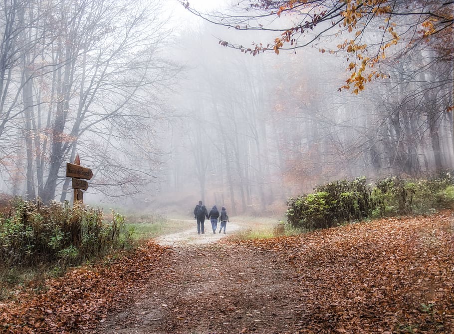 fog, forest, trees, nature, landscape, mood, autumn, mystic HD wallpaper