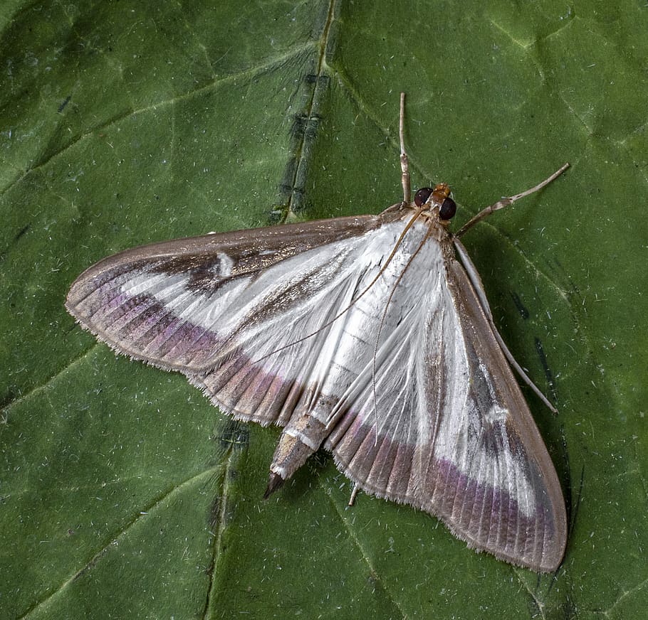 box tree moth, insect, macro, lepidoptera, invader, close, invertebrate HD wallpaper