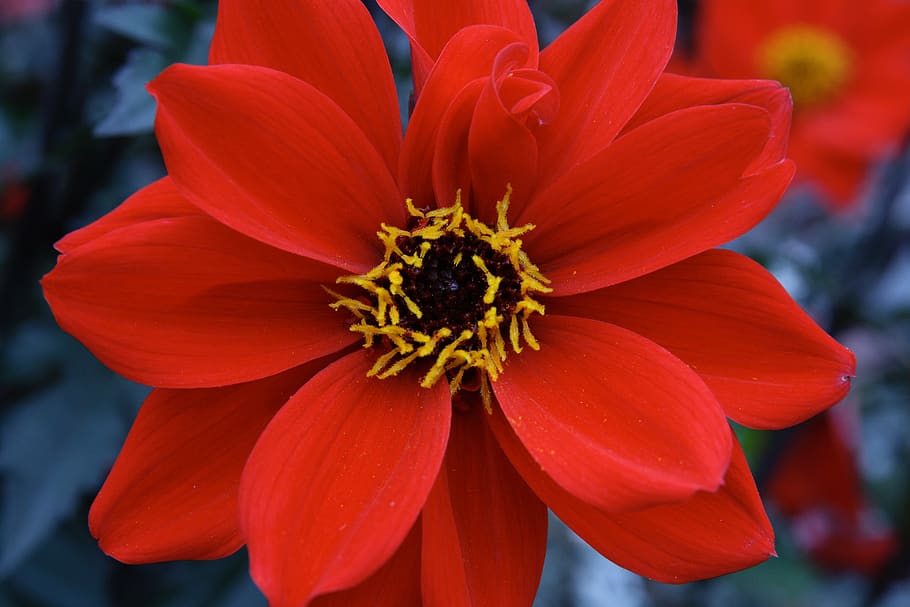 blossom, bloom, red, dahlia, petals, flower, flowering plant HD wallpaper