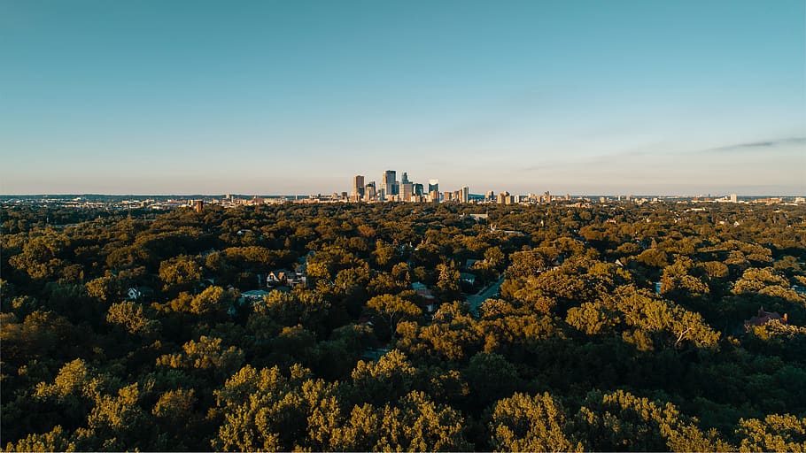 green trees, forest, skyline, building, city, skyscraper, forest landscape HD wallpaper