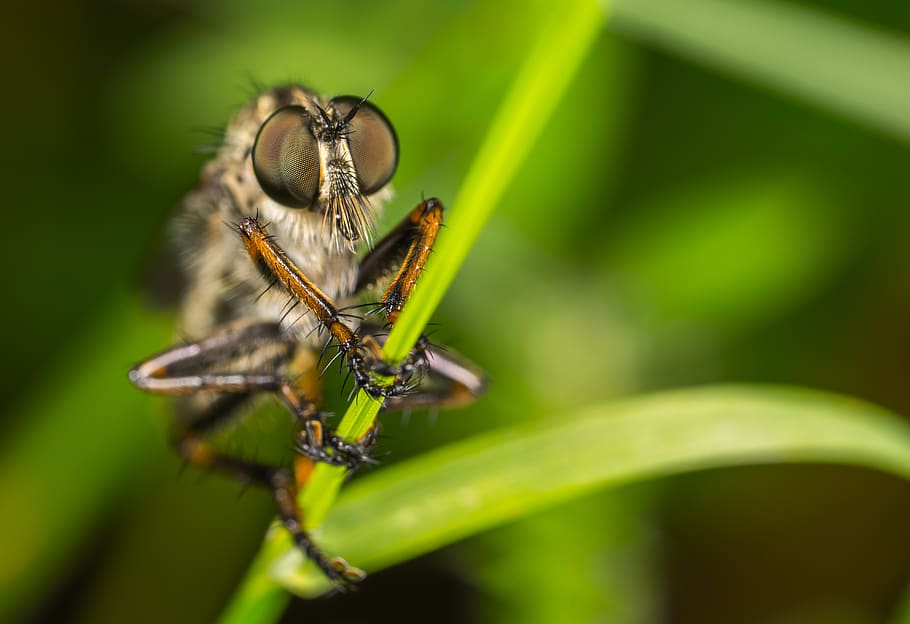 Macro Photography of Robber Fly Perched On Green Leaf, close-up, HD wallpaper