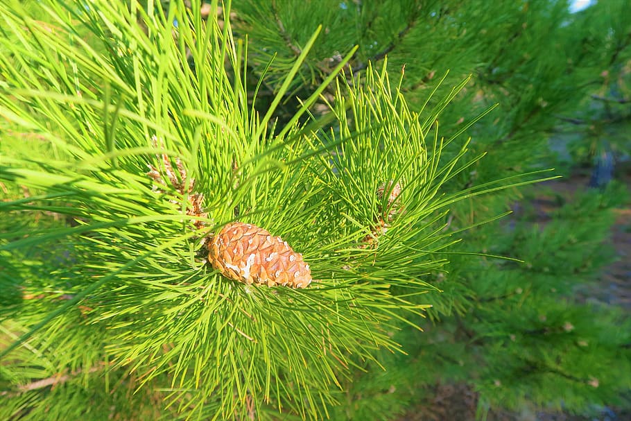 pine, branch, tree, nature, green, plant, forest, cocoon, spring HD wallpaper