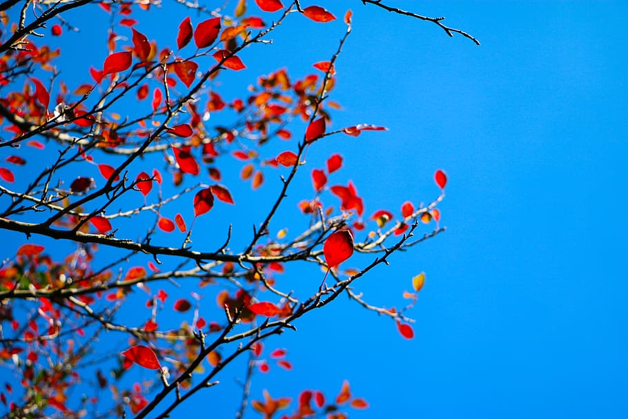 china, shenzhen, wutong mountain, sky, autumn, red leaf, fall, HD wallpaper