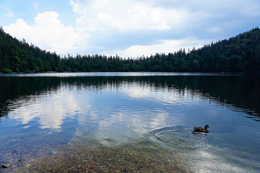 forest, feldberg, landscape, mountain, germany, fun, hill, resort HD wallpaper