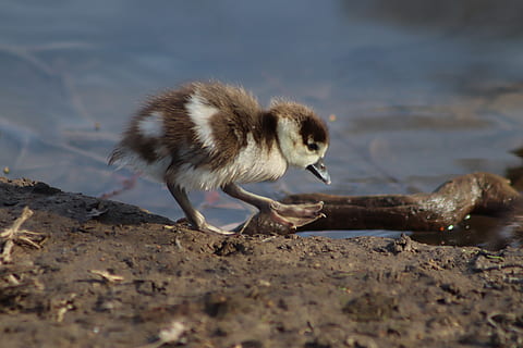 chicks, goslings, nilgans, goose, wild goose, water bird, plumage HD wallpaper