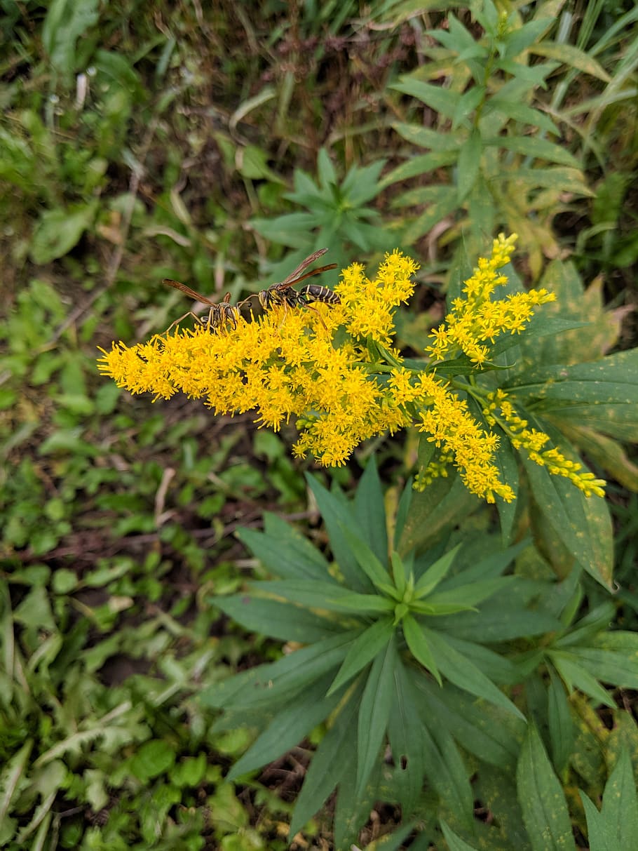 ragweed, wasp, wasps, green, yellow, insect, nature, hornet HD wallpaper