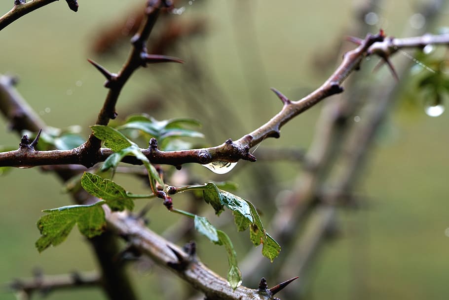 branch, drip, close up, nature, green, plant, tree, focus on foreground HD wallpaper