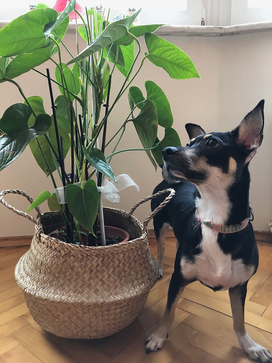pets, one animal, domestic animals, mammal, plant, potted plant HD wallpaper