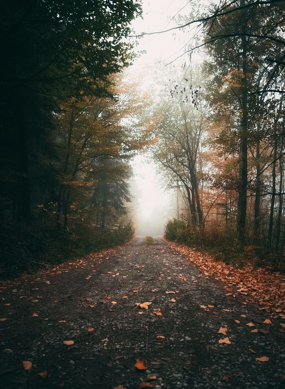 road through forest, color, leafe, view, hiking, walking, love HD wallpaper