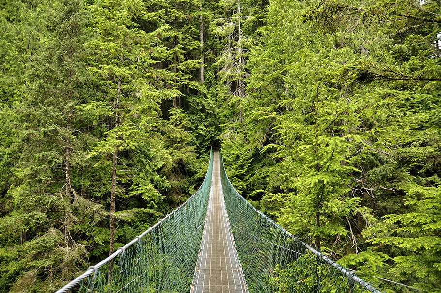 suspension bridge, Canada, Vancouver Island, view, forest, green, HD wallpaper