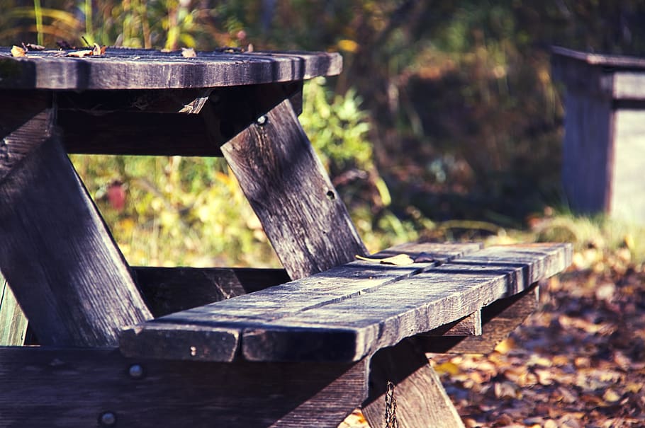 trees, forrest, park, picnic table, autumn, fall, bench, city park HD wallpaper