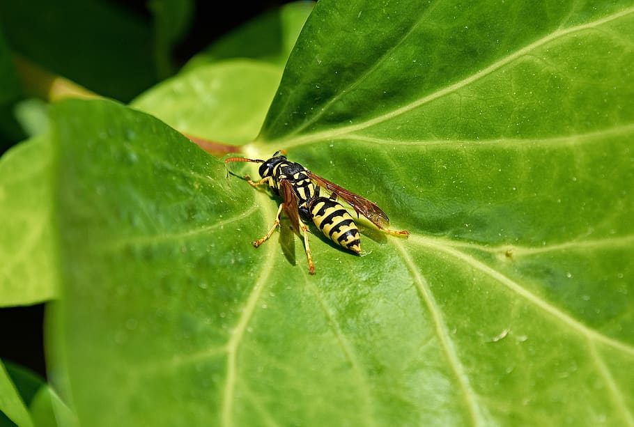 wasp, nature, insects, sting, hornet, plant part, leaf, animal wildlife HD wallpaper