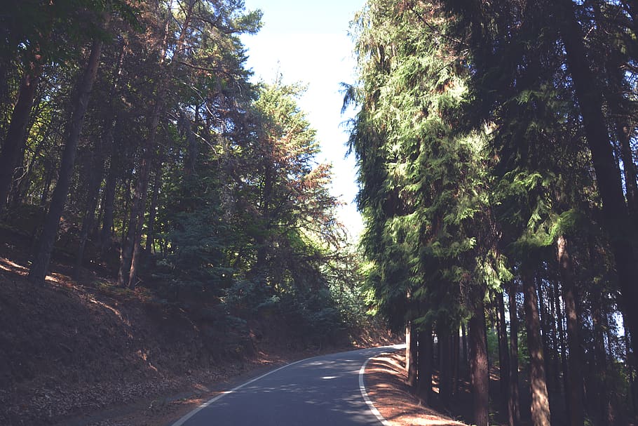 road, forest, mountain, trees, plant, direction, the way forward HD wallpaper