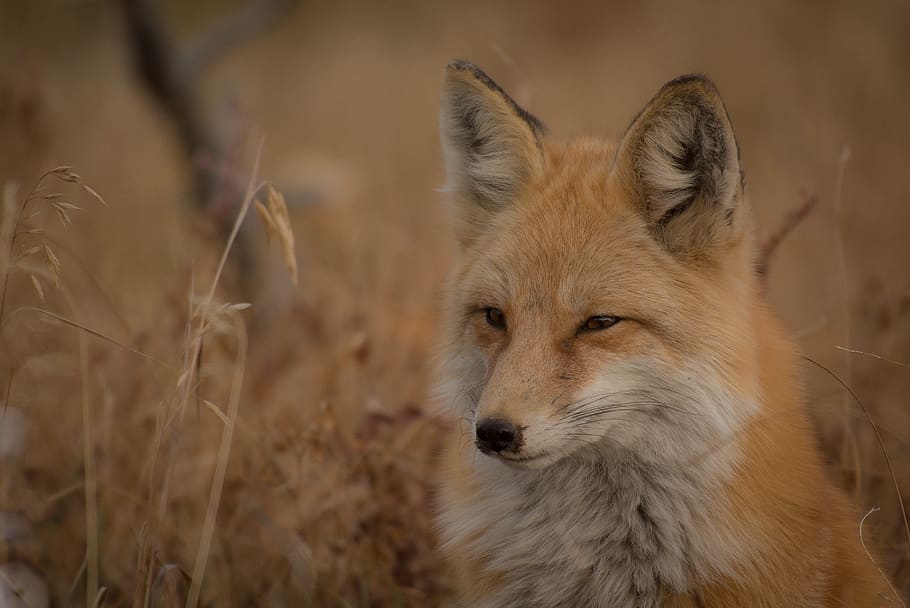 orange fox on grass field, animal themes, one animal, mammal HD wallpaper