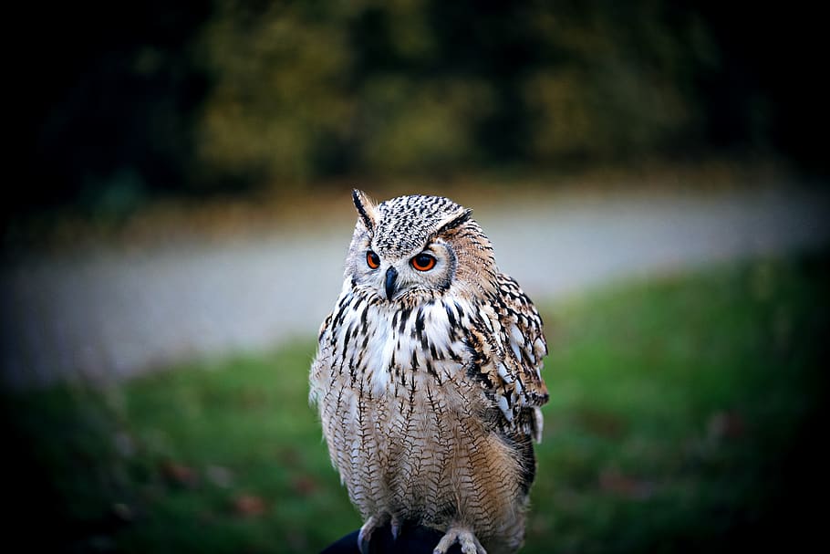 brown and white owl, bird, animal, houten, netherlands, sigma lenses | park makeblijde, HD wallpaper