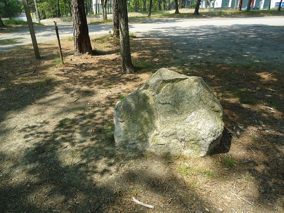 large, big, rock, boulder, tree, plant, nature, land, day, tree trunk HD wallpaper
