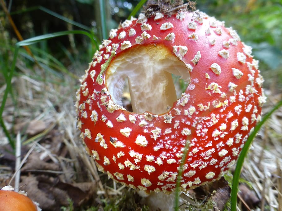 mushrooms, fly agaric, toadstool, forest, autumn, spotted, food HD wallpaper