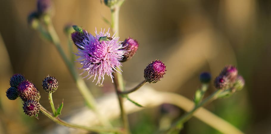 thistle, violet, purple, bug, nature, blossom, bloom, plant HD wallpaper