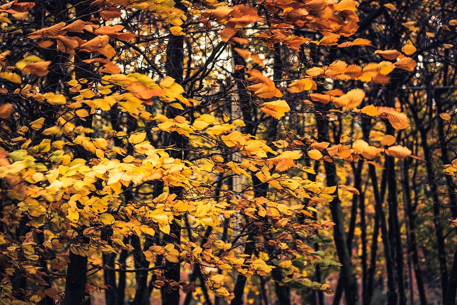 netherlands, amsterdam, westerpark, fall, orange, yellow, wind HD wallpaper