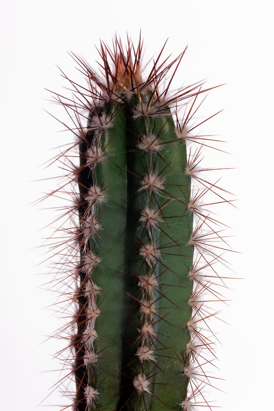 Cactus, white, succulent plant, thorn, no people, sharp, spiked HD wallpaper