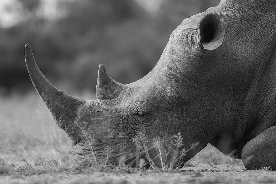 swaziland, hlane national park, rhino hlane swaziland safari tired of poaching, HD wallpaper