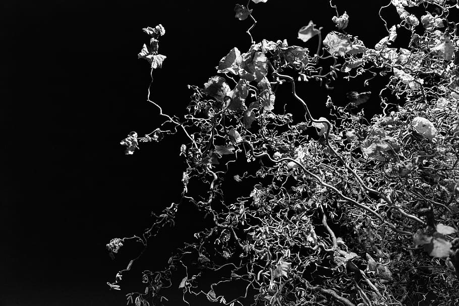 germany, neu-ulm, night, nut tree, streetlight, black and white HD wallpaper