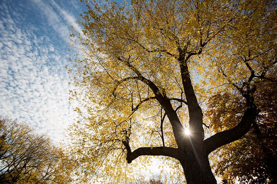 Gold Light Through Tree Photo, Backgrounds, Fall, Trees, Earth HD wallpaper