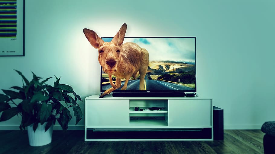 HD wallpaper: interior, tv, kangaroo, road, room, entertainment, background image - Wallpaper Flare