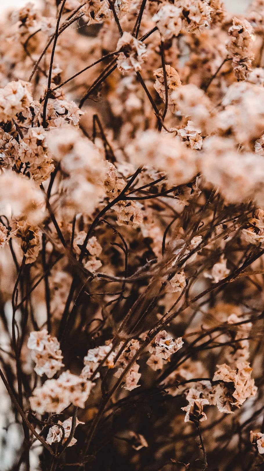 white flowers blooming, plant, blossom, cherry blossom, petal HD wallpaper