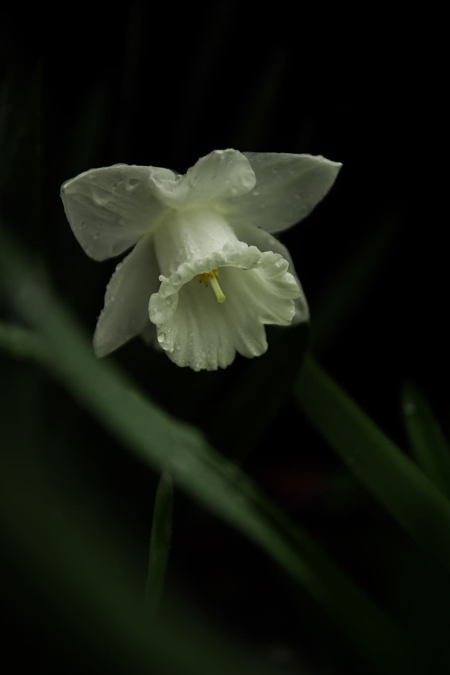 white-petaled flower, plant, blossom, amaryllidaceae, daffodil HD wallpaper