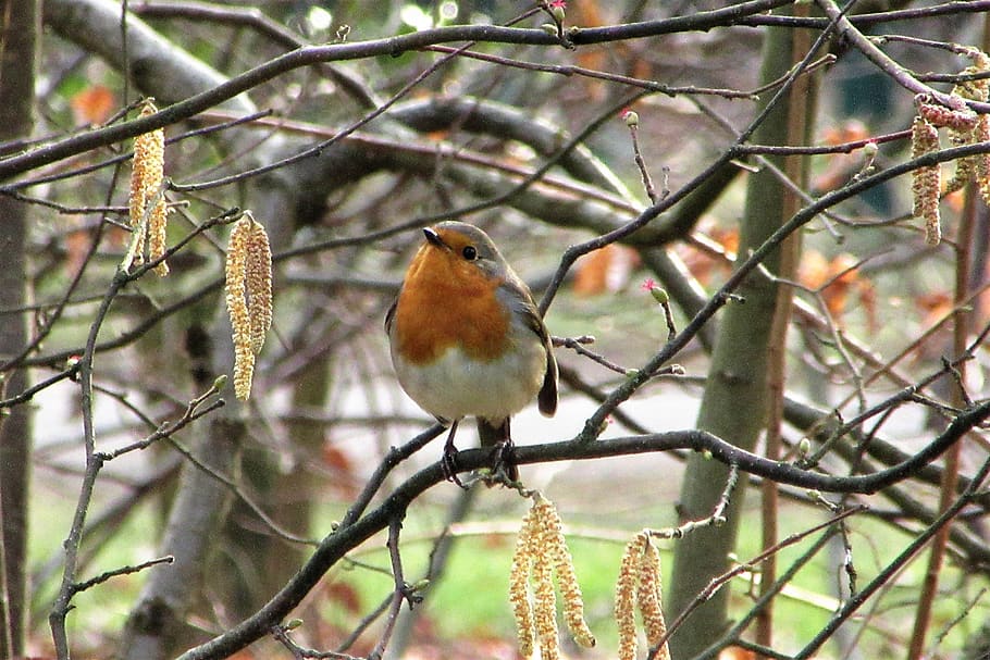robin, branch, hazel, forest, little bird, outdoor, branches HD wallpaper