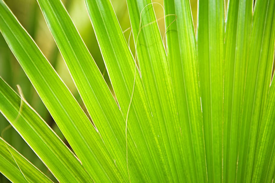 backdrop, background, close-up, closeup, environment, flora HD wallpaper