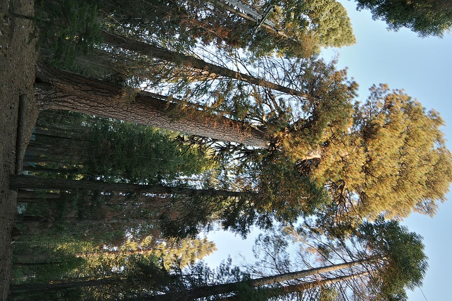 perspective, forest, trees, plant, growth, autumn, low angle view HD wallpaper