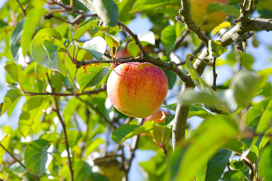 apple, leaves, fruit, healthy eating, plant, food and drink HD wallpaper