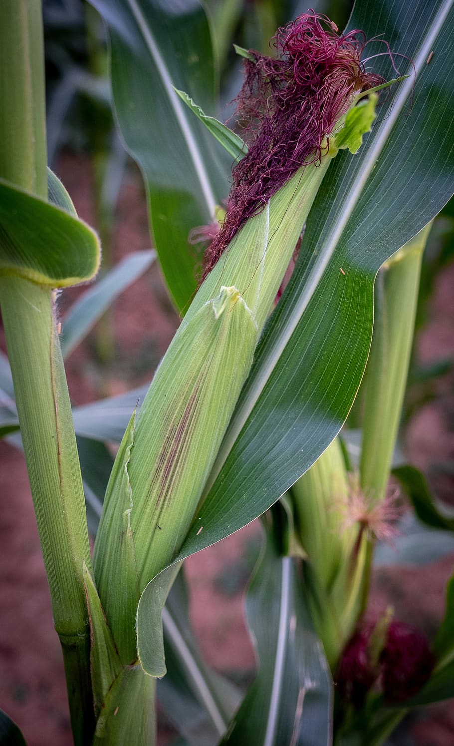 corn, corn on the cob, growth, cornfield, agriculture, food, HD wallpaper